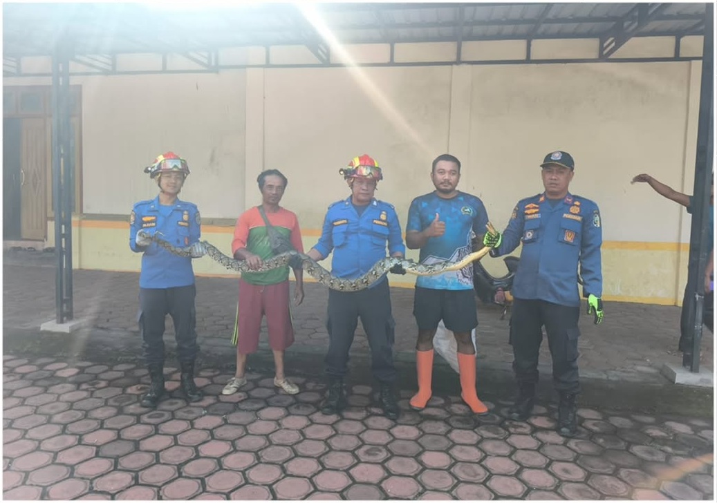 Evakuasi Ular Piton di Wilayah Gondang 🚒🐍