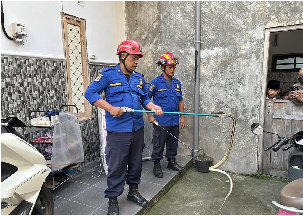 Evakuasi Ular Priting di Wilayah Tulungagung 🚒🐍